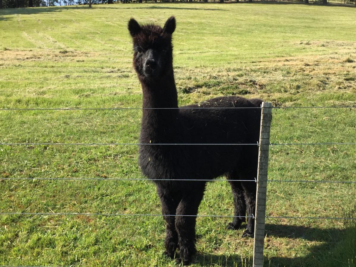 Raynella Alpaca Farmstay Gruyere